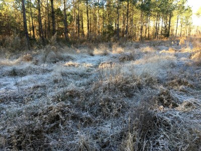 Early on a frosty morn, look away....JPG
