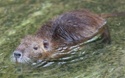Nutria