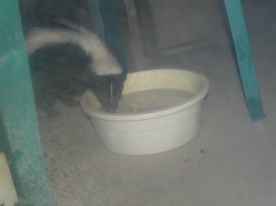 Visitor for breakfast