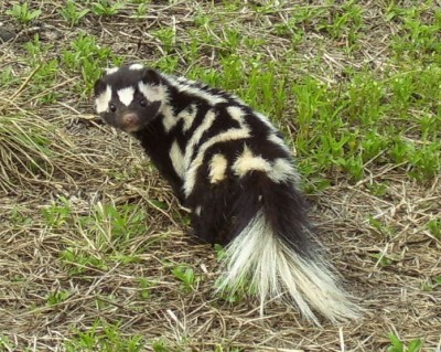 Spotted Skunk (Civet Cat).JPG