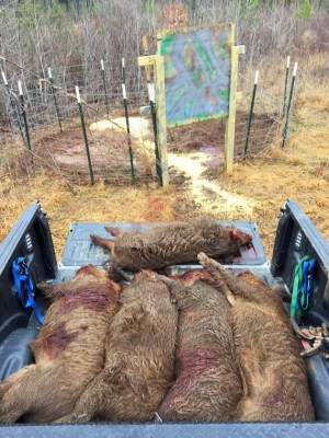 HOGS (2).jpg
