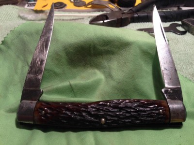 muskrat R4593.JPG