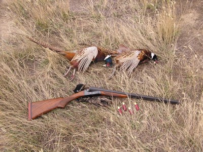 M21 12GA Montana Pheasants.JPG