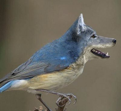 tn_bird_dog.jpg