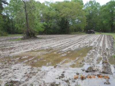 Our red corn patch