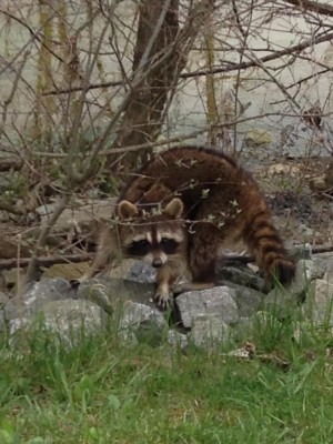 Coon.JPG