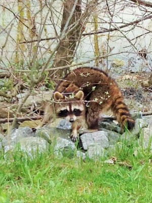 Coon (2).JPG