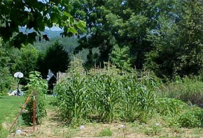 Victory Garden Producing.jpg