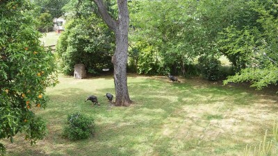 Turkeys in the yard
