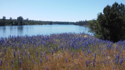 Lupines in bloom, Lake Natoma