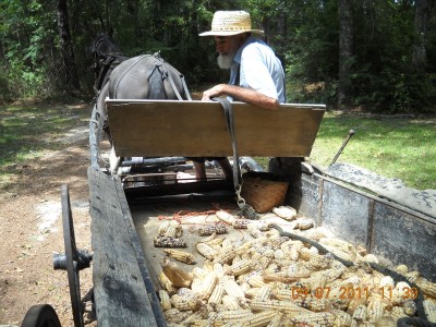 Corn he'd picked by hand.  White, yellow, mixed and once in a while a solid red ear