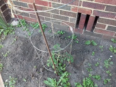 Big Pink Tomato Plant.jpg