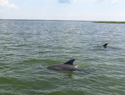 Dolphins.jpg