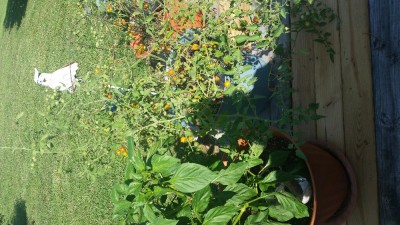 20160701_164353.jpg