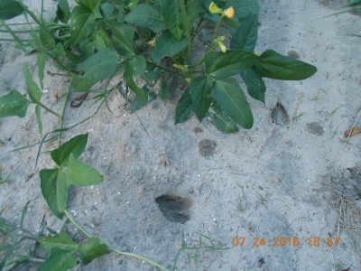 evidence of Bambi and friends