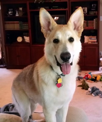 Joshka - 7 months - 90 lbs - Aug 8 16.jpg