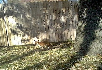 Red Fox on 6th Ave #2.jpg