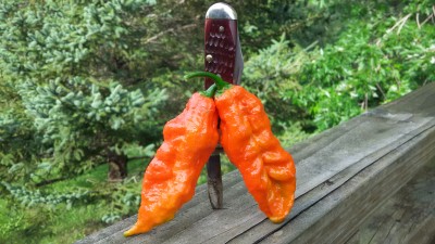 20160830_170459.jpg