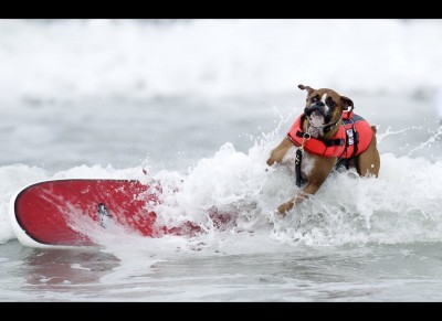 Hanzo surfing 6-8-12.jpg