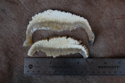 DSC_0317.JPG