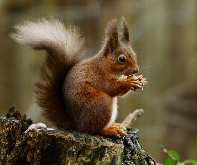 Red Squirrel.jpg