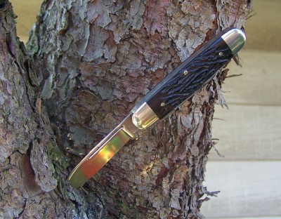 Aerial in the pines.JPG