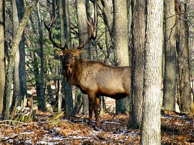 elk 1.jpg
