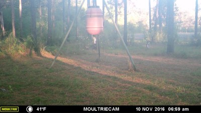 Corn flying and a white tail waving