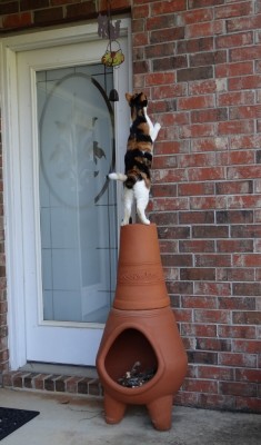Cat1.jpg