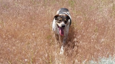Buddy Desert 2016.jpg