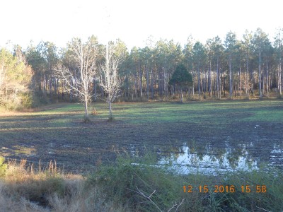Wheat plot planted in October on very dry ground, now under water.