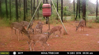 No buck, but they should come in a few weeks.