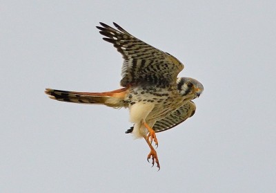 Kestrel 2.jpg