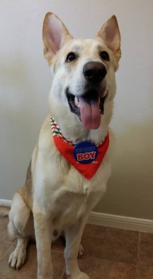 Joshka - 1 yr old b.jpg