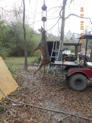 Here's another Florida dog sized deer, they are what they are.