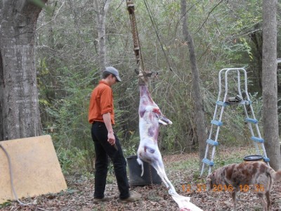 He seemed amazed as I pulled the hide off Bambi.