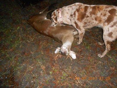 Here's another dog sized Florida deer, dog included for comparison.