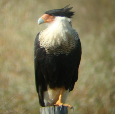 Caracara.jpg
