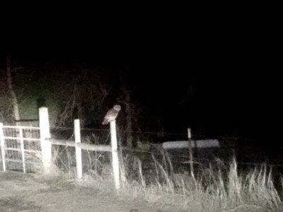 Barred "hoot" owl