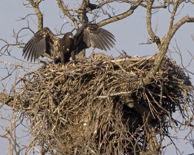 Ready to Fly, 2006 .jpg