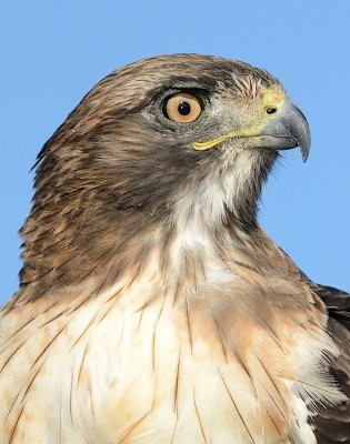 hawkportweb.jpg