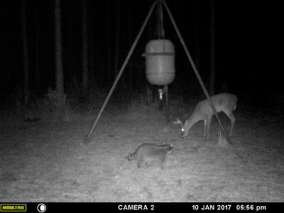 Coon is waiting his turn.