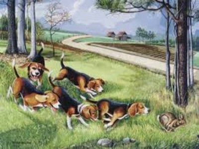 RABBIT HUNT.jpg
