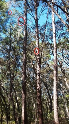 Pine Burls ~ Pitch Knots Marked.jpg