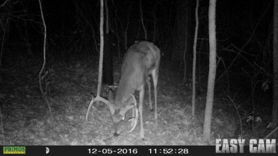 What a deer!