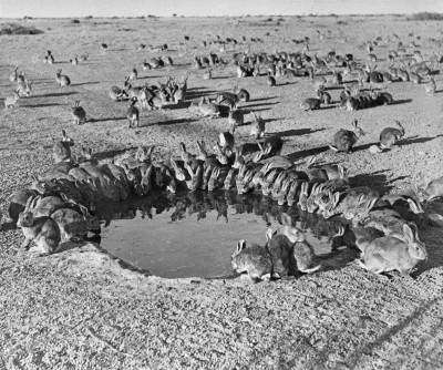 Rabbits_MyxomatosisTrial_WardangIsland_1938.jpg
