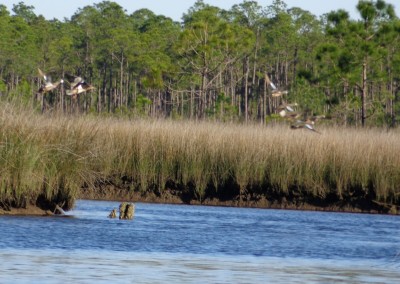 Bayou Heron1.jpg