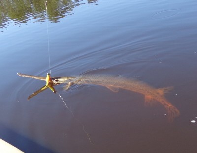 Long Nose Gar.jpg