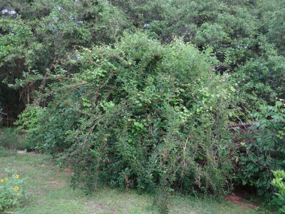 Mulberry tree