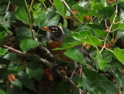 Robin